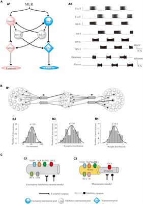 Locomotor Pattern and Force Generation Modulated by Ionic Channels: A Computational Study of Spinal Networks Underlying Locomotion